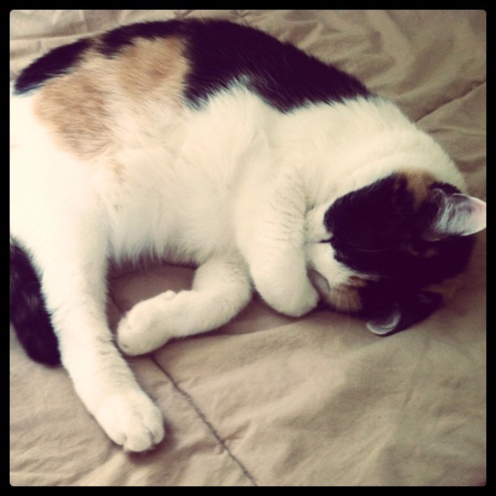 Meet your Posher, Ang